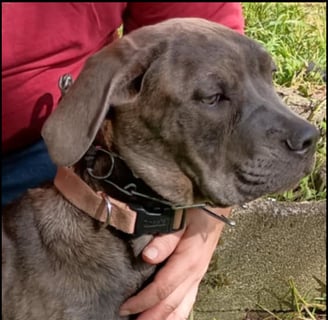 Pale Blue Brindle Female Cane Corso