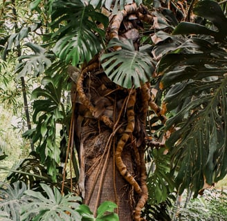 Monstera Deliciosa climbing a tree in its wild habitat