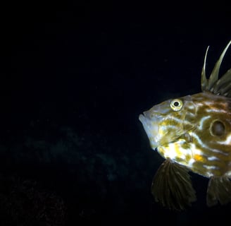 Poisson osseux - St Pierre