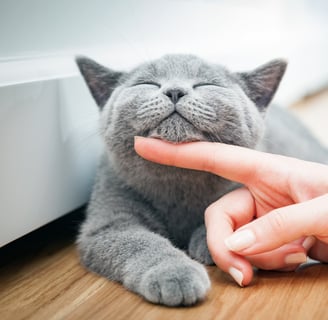 a  gray cat happily getting pet