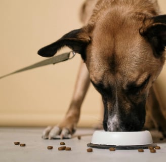 a dog is eating food out of a bowl