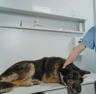 a dog is laying on a table with a doctor
