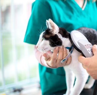 a black and white cat having its microchip scanned