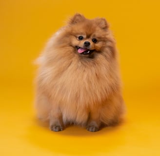 Pomeranian