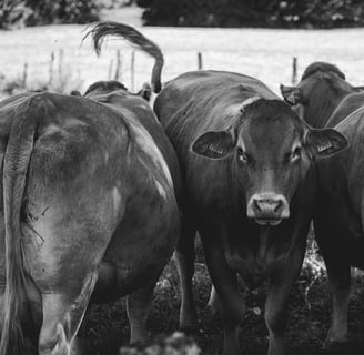 Vacas con buena condición corporal