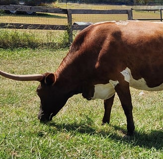 MIniature Texas Long Horn