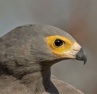 African Harrier hawk