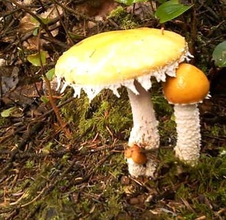 Oregon Coast - Lake Marie has a trail around a lake, full of mushrooms in late fall