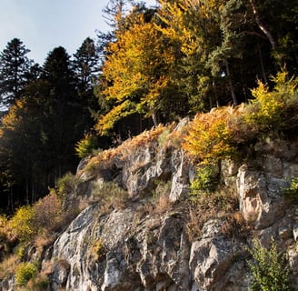 Image d'une forêt sur des rochers