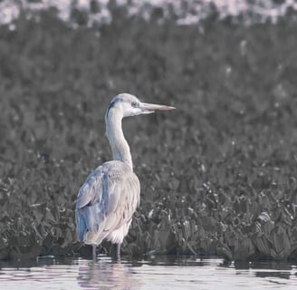 birdwatching tours in ranthambore national park