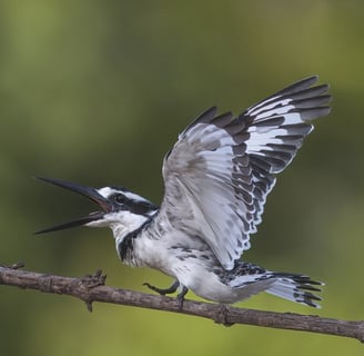 Pied kingfisher