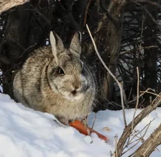 White tail prairie hare eating carrot under bush on a snow drift in Canada