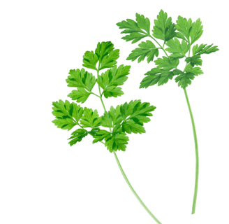 Fresh chervil leaves, showcasing their delicate, feathery, and bright green appearance