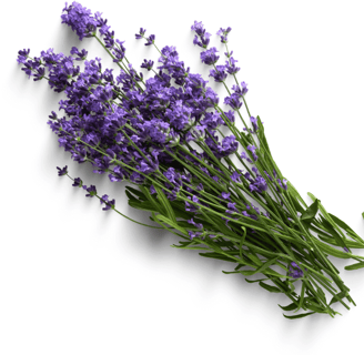 Fresh lavender flowers with vibrant purple blossoms and green stems