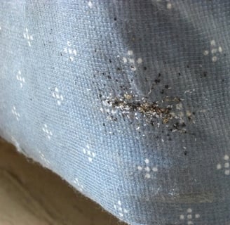 Montral Bedbug infestation in Matress