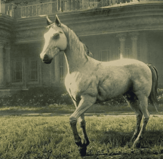 Um cavalo arabe branco