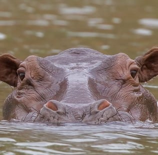 Hippo