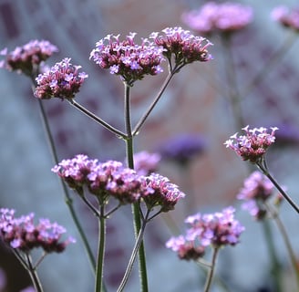 Verbina flowers with bee