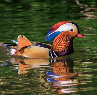 A drake Mandarin Duck in Regent's Park.