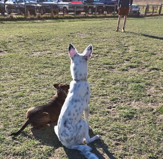 two dogs in a field waiting at attention looking at twenty feet from them