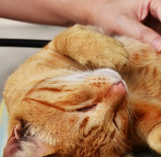a cat having their heart listened to
