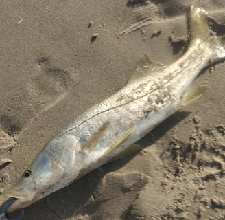 snook