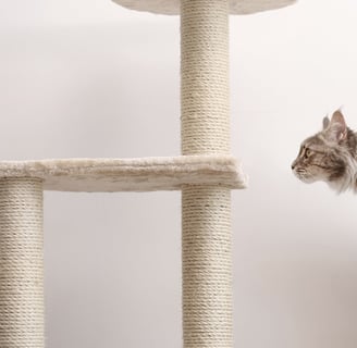 a brown cat looking at a cat tree
