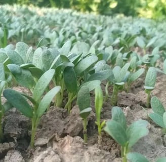 a field of green plants with a few small leaves
