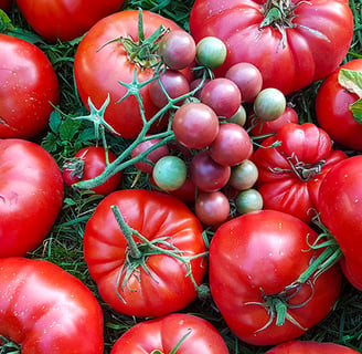 a bunch of tomatoes