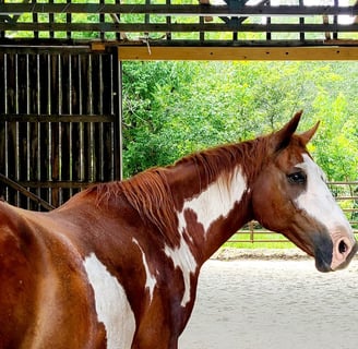 Health Vibes - Horses have similar behaviors as humans and they're very intelligent 