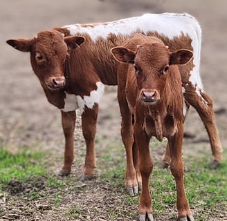 Miniature Longhorn calves at HHR, Venus TX