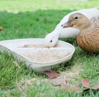 Ghid pentru Îngrijirea Rațelor: Sfaturi Esențiale pentru Fermieri, Rate pitice