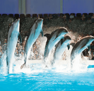 Dubai Dolphinarium Dolphin