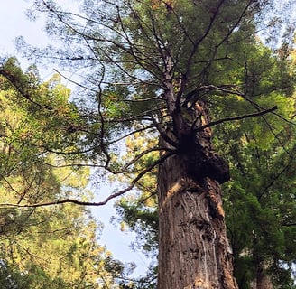 CA Coast - A giant redwood with a black spider looking growth at Jedediah Smith Redwood Park