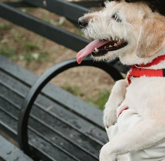 woman hugging dog on park bench