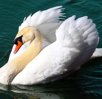 Image of Swan to symbolise Swan Song Journey