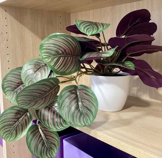 Una planta en una estantería