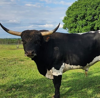 Miniature TX Long Horn Bull at HHR Miniature TX longhorns