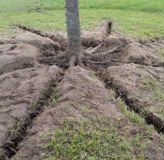 Tree Root Enhancement