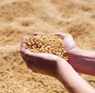 commodities