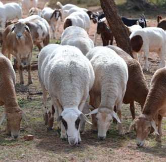 Goats and Sheeps for sale