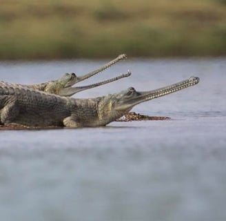 ghariyal safari in ranthambore national park