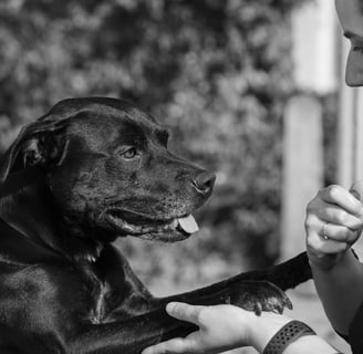 a black dog looking towards a woman and giving her paw