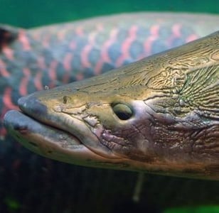 a fish with a fish in the water