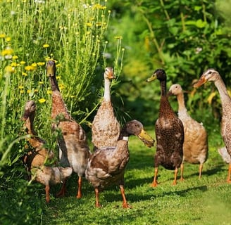 Rate indiene mancatoare de melci