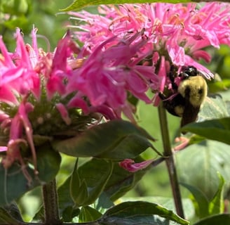 Virginia native plants for pollinators