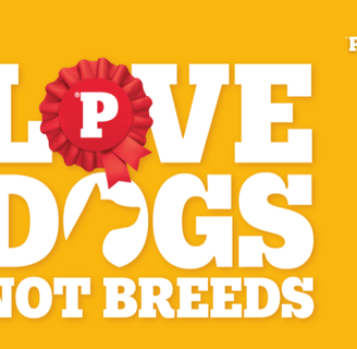 "Pedigree campaign visual with the message 'Love Dogs, Not Breeds' on a yellow background, promoting