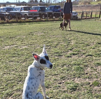 white and black dog looking back for permission to go run to trainer
