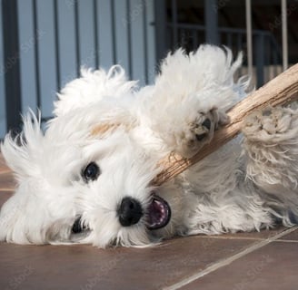 Perfect Paw Pups Maltese Puppy in Texas