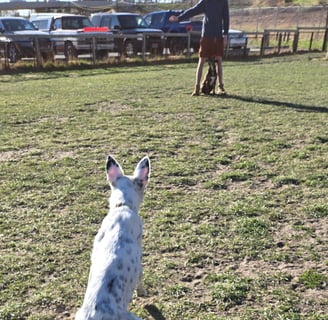 black and white dog takes off towards trainer